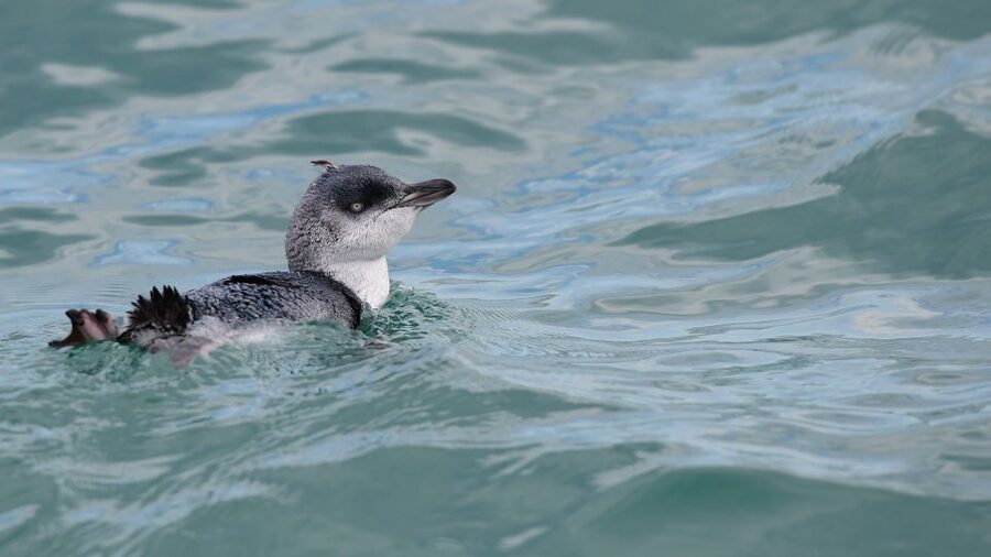 Akaroa: Scenic Coastline Wildlife Cruise - Practical advice for a better cruise
