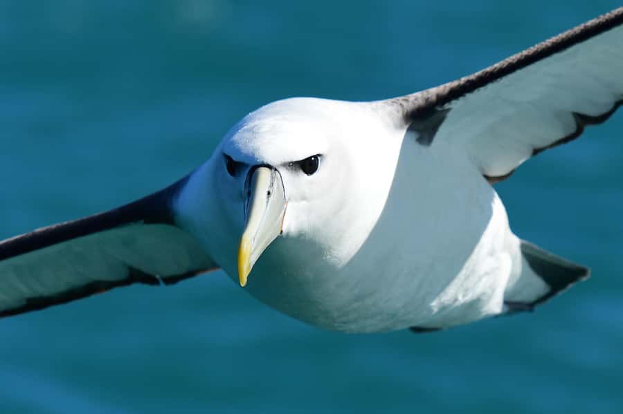Akaroa: Scenic Coastline Wildlife Cruise - Why this Akaroa cruise feels different