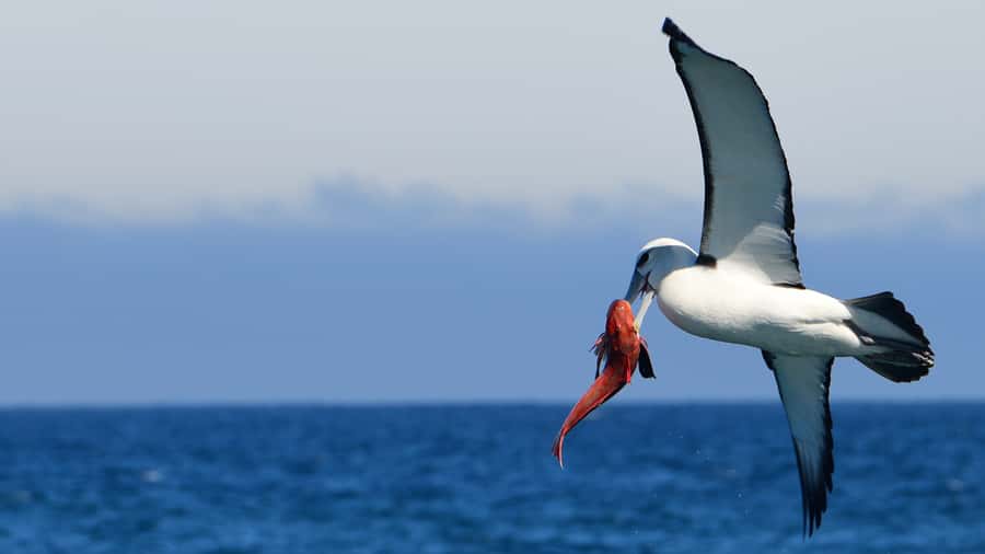 Akaroa: Scenic Coastline Wildlife Cruise - The first stretch along Akaroa Harbour