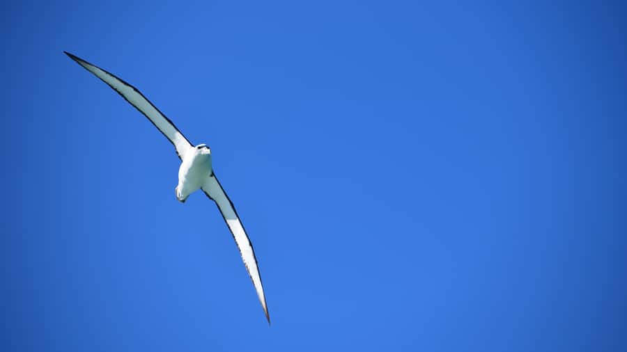 Akaroa: Scenic Coastline Wildlife Cruise - Looking for dolphins, penguins, and seabirds