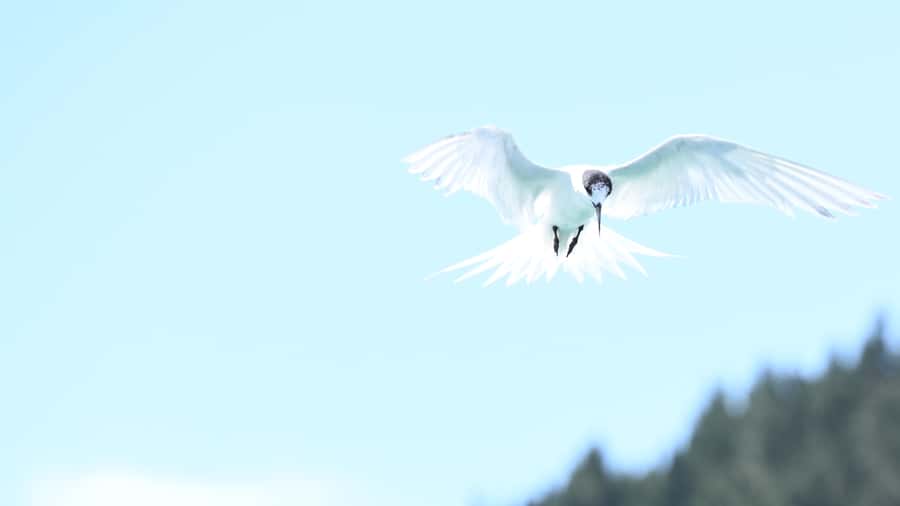 Akaroa: Scenic Coastline Wildlife Cruise - Tony’s stories and Muffy’s welcome