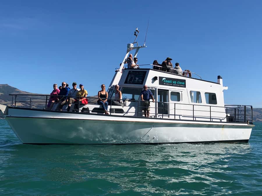 Akaroa: Scenic Coastline Wildlife Cruise - What the 150 minutes are really worth