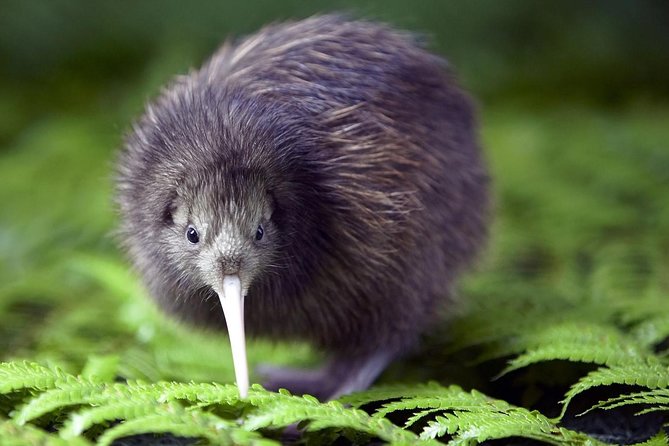 Akaroa Shore Excursion: Banks Peninsula, Christchurch City Tour and Willowbank Wildlife Reserve - Two hours among the animals at Willowbank
