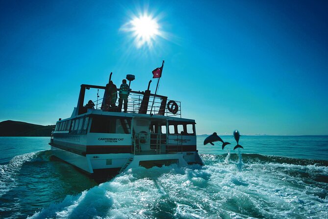 Akaroa Swim with Dolphins Tour from Christchurch - The biggest uncertainty: the dolphins choose the schedule