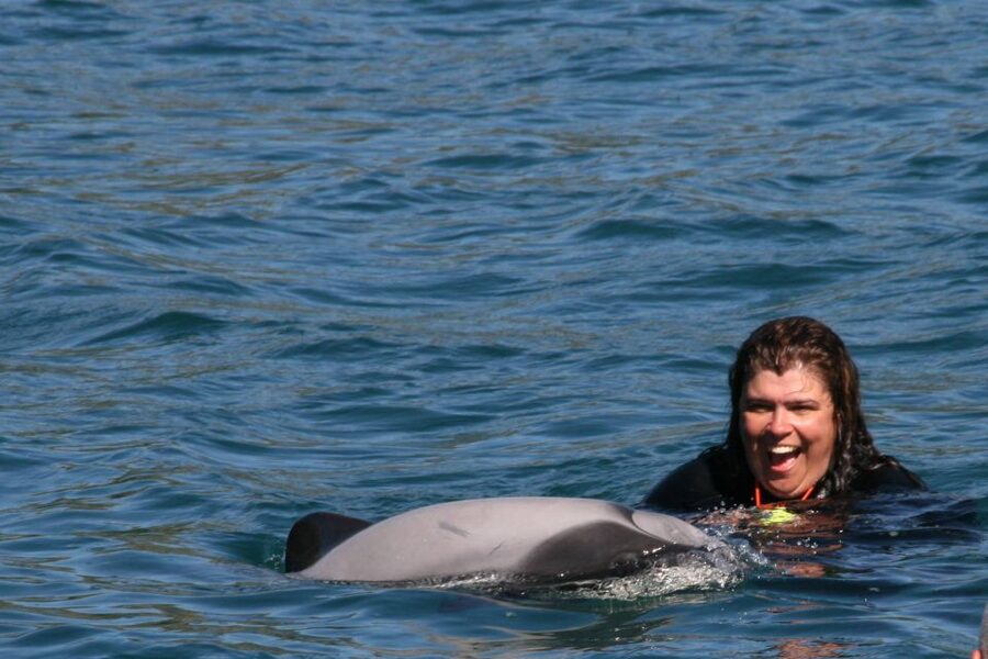 Akaroa: Swimming with Wild Dolphins Experience - Key points to know before you book