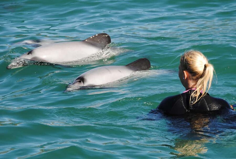 Akaroa: Swimming with Wild Dolphins Experience - Why Hector’s dolphins make this swim special