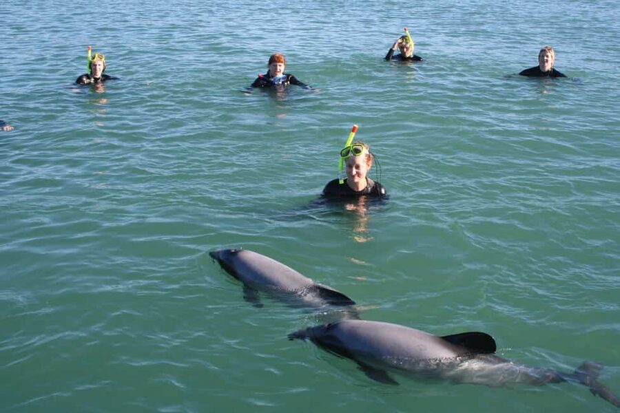 Akaroa: Swimming with Wild Dolphins Experience - Getting ready for the water