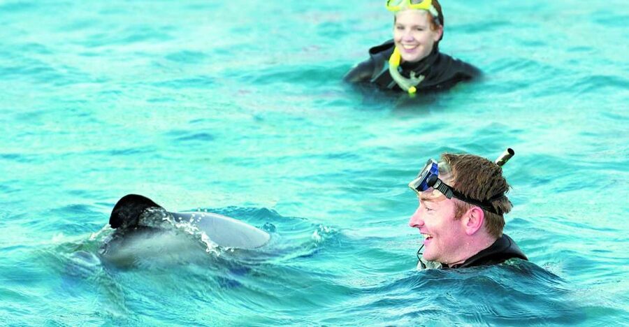 Akaroa: Swimming with Wild Dolphins Experience - The boat ride through Akaroa Harbour