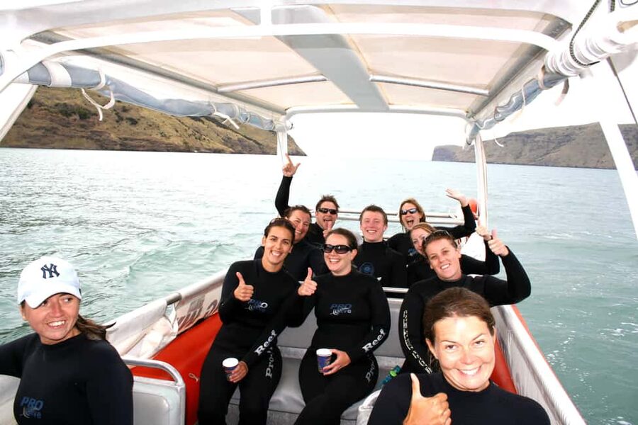 Akaroa: Swimming with Wild Dolphins Experience - The dolphin encounter, if the animals come close