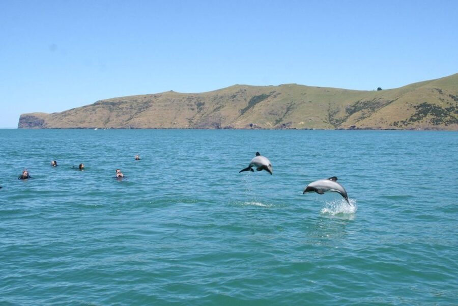 Akaroa: Swimming with Wild Dolphins Experience - Photos, hot chocolate, and the warm-up afterward
