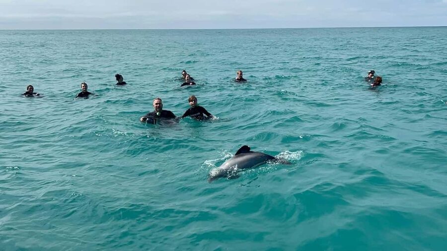 Akaroa: Swimming with Wild Dolphins Experience - What happens when the swim does not work out