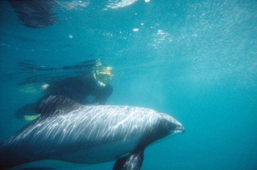 Akaroa: Swimming with Wild Dolphins Experience - Who should book this Akaroa activity?