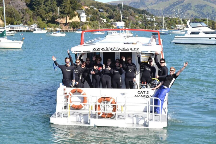 Akaroa: Swimming with Wild Dolphins Experience - Meeting at Black Cat Cruises in Akaroa