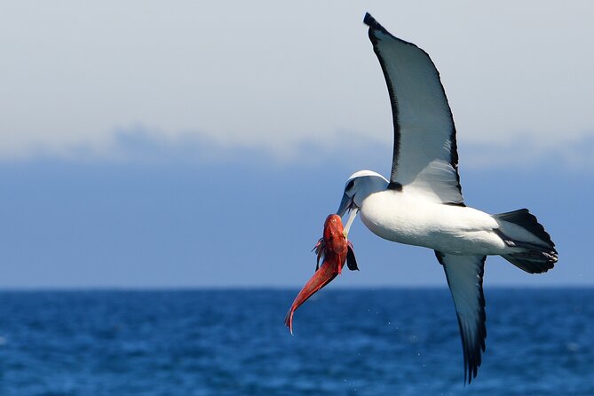 Akaroa Wildlife Cruise - Cliffs, caves, and volcanic scenery