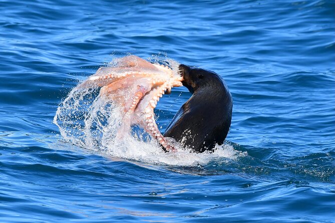 Akaroa Wildlife Cruise - How much value do you get for $68.26?