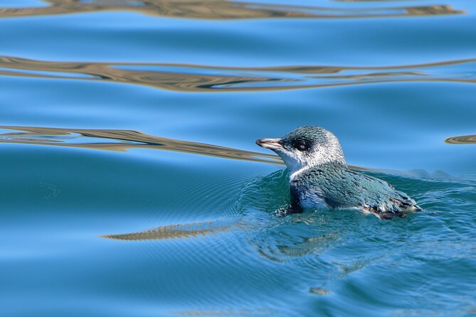 Akaroa Wildlife Cruise - Meeting Tony and Mafi at Akaroa Harbour