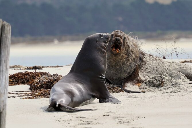 Albatross, seals, and sea birds-Wildlife Cruise - From working harbor to historic stations