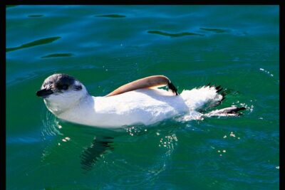 Albatross, seals, and sea birds-Wildlife Cruise