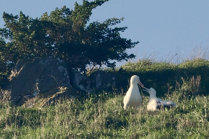 Albatross, seals, and sea birds-Wildlife Cruise - Finding fur seals, sea lions, and penguins