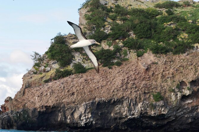 Albatross, seals, and sea birds-Wildlife Cruise - What $105.50 means for the value