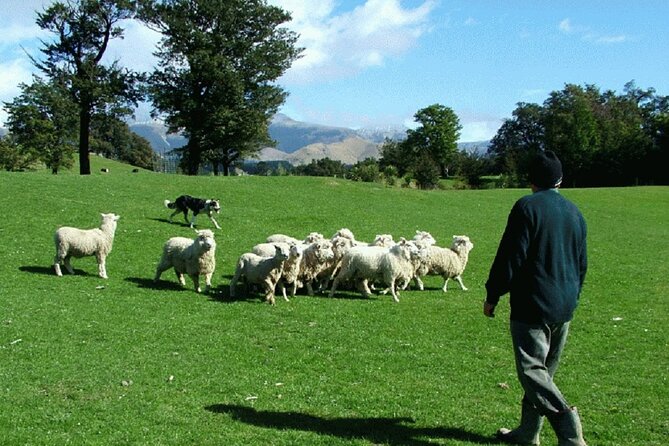 Arthur's Pass and TranzAlpine Train Day Tour from Christchurch - Otira Viaduct and the engineering of the route
