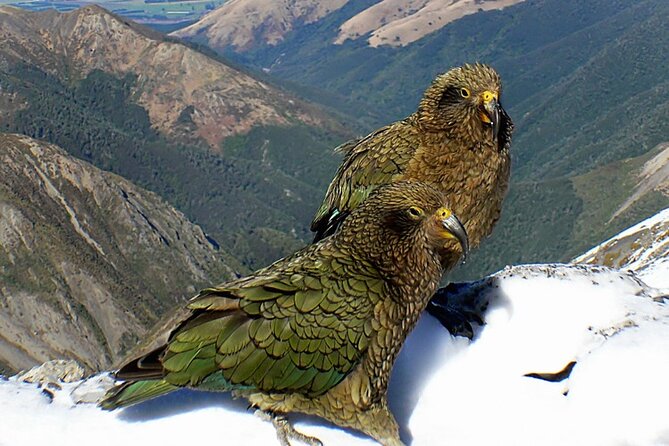 Arthur's Pass and TranzAlpine Train Day Tour from Christchurch - Toby Hill Farm and a close look at rural New Zealand