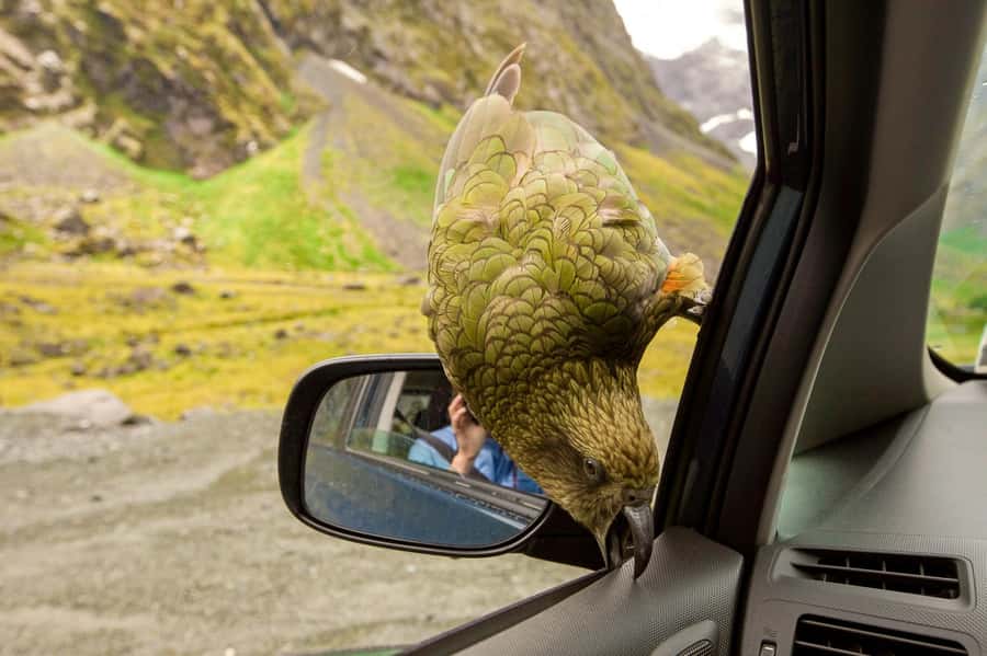 Arthur's Pass Day Tour From Christchurch with TranzAlpine - Guides, Vehicles, and the Feel of the Day