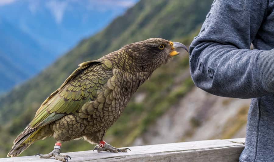 Arthur's Pass Day Tour From Christchurch with TranzAlpine - Why This Arthur’s Pass Day Trip Works