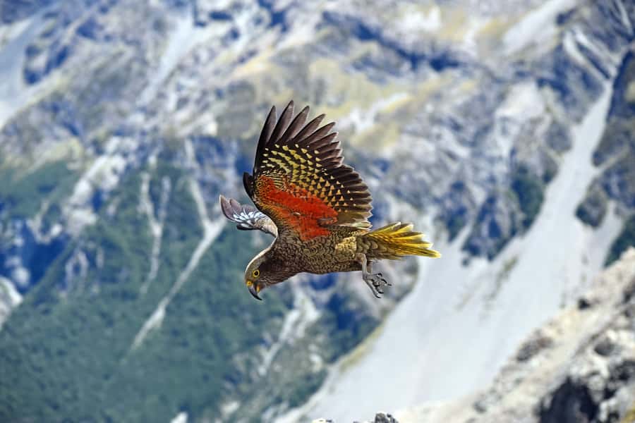 Arthur's Pass: TranzAlpine Train and Castle Hill Day Tour - Arthur’s Pass National Park and the waterfall walk