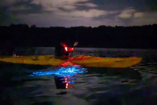 Auckland Bioluminescence Kayak Tour - How This Compares With a Standard Kayak Rental