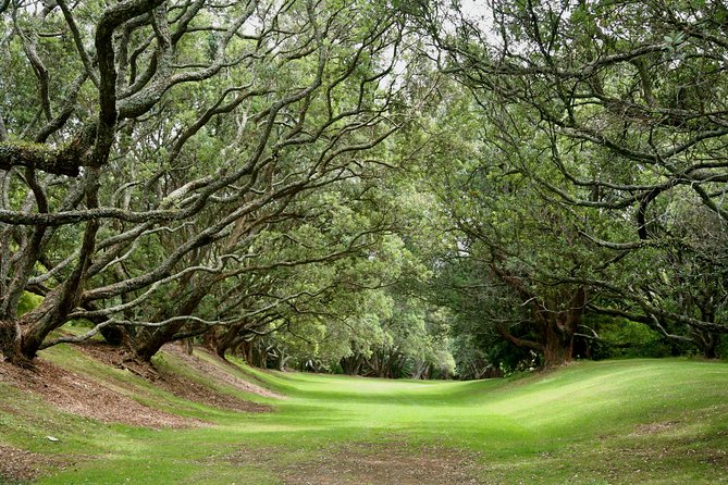 Auckland City & Native Forest Experience - Fully Guided Day Tour - Climbing Maungawhau, Mount Eden
