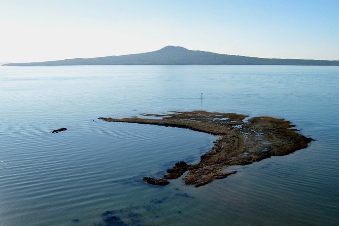 Auckland City & Native Forest Experience - Fully Guided Day Tour - Harbour Bridge and Westhaven Marina