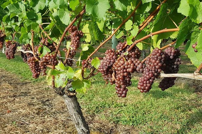 Auckland City Tour & Kumeu Wine Country Includes Wine Tastings & Lunch - Muriwai Beach and the gannet colony