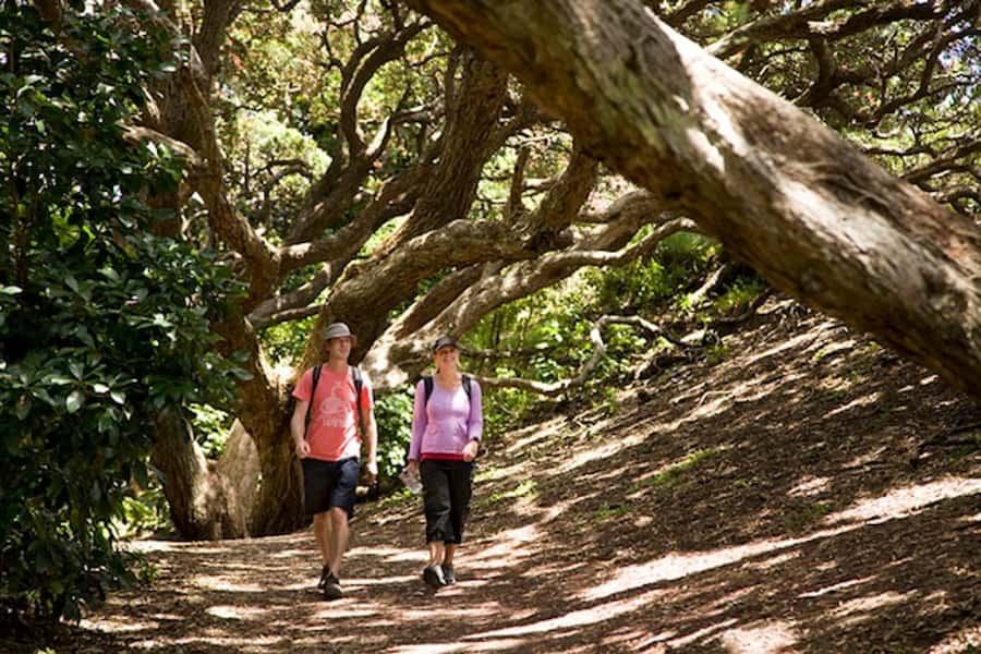 Auckland City & West Coast Luxury Tour - Auckland Domain and the old streets of Parnell