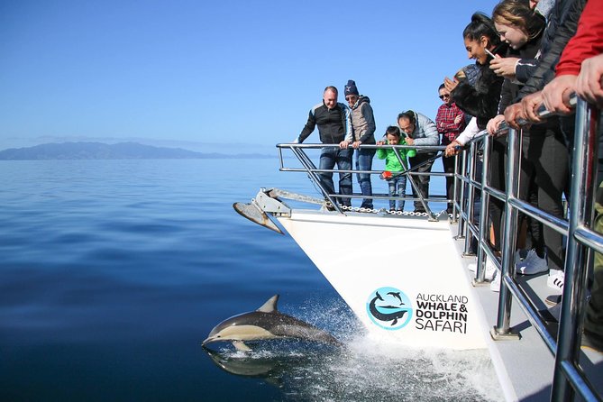 Auckland Dolphin and Whale Watching Eco-Safari Cruise - Why this safari is more than a whale hunt