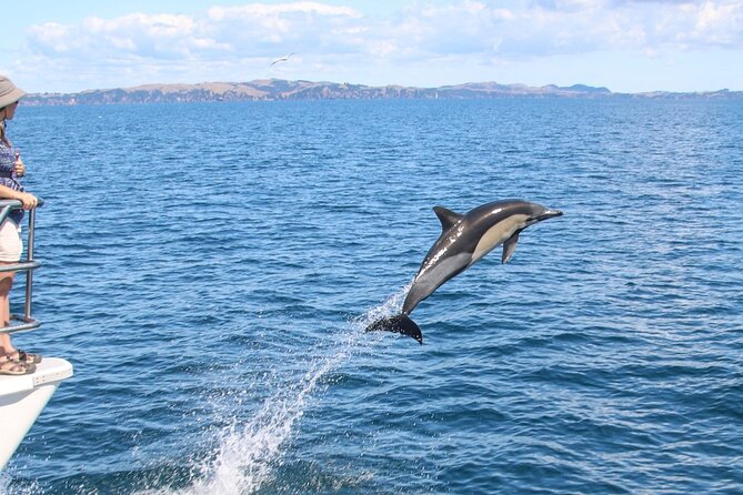 Auckland Dolphin and Whale Watching Eco-Safari Cruise - North Head and the return to Auckland