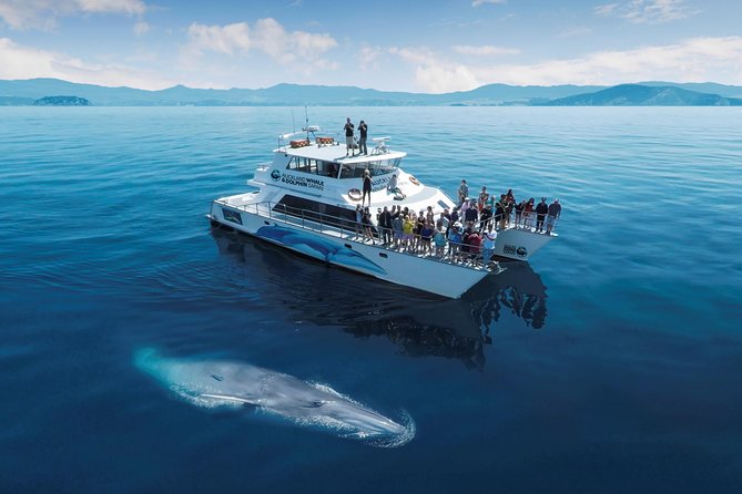 Auckland Dolphin and Whale Watching Eco-Safari Cruise - Leaving Viaduct Harbour on a 65-foot catamaran