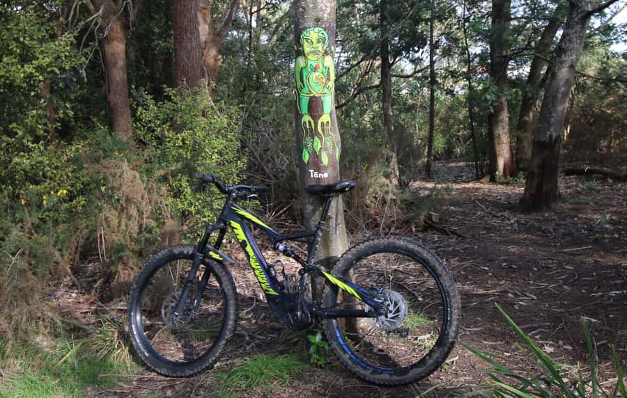 Auckland Half-Day Ebike Tour Excursion - Why an ebike is a smart way to see Auckland
