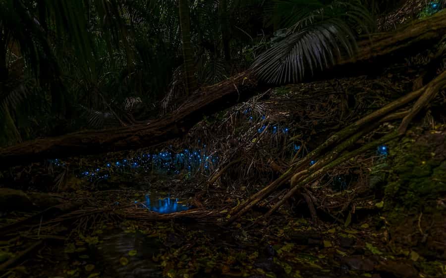 Auckland: Inner-City Glowworm Experience in Ancient Volcano - Finding the glowworms beside the stream