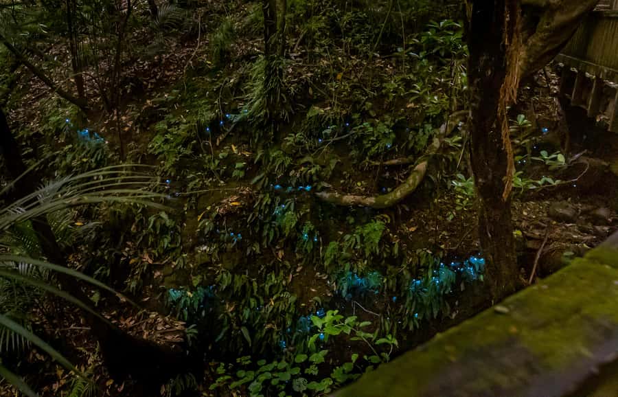Auckland: Inner-City Glowworm Experience in Ancient Volcano - Photography without glass or barriers