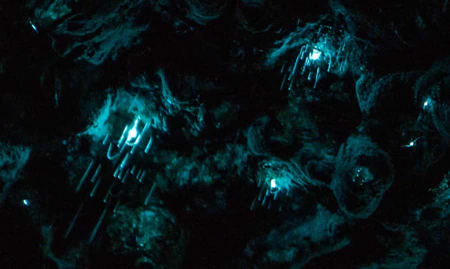 Auckland: Inner-City Glowworm Experience in Ancient Volcano - Walking across a 100,000-year-old volcano
