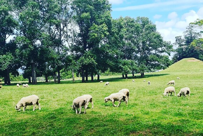 Auckland Nature Tour - Walking, weather, and comfort