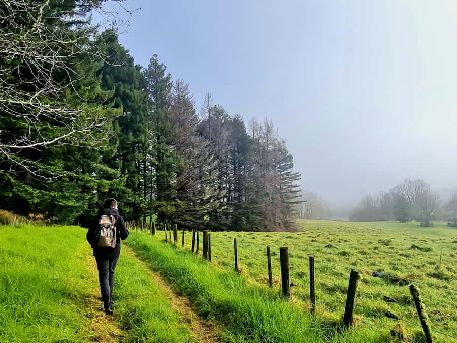 Auckland Nature Tour - Should you book the Auckland Nature Tour?