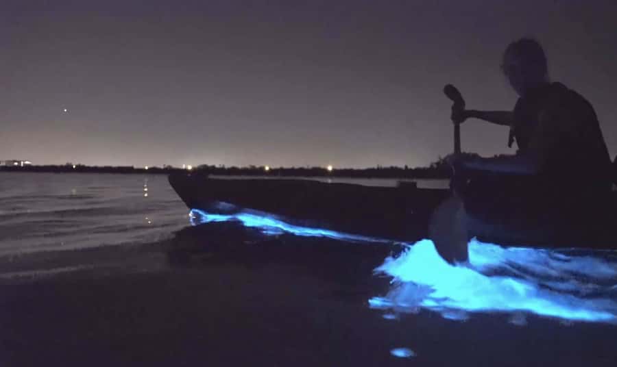 Auckland: Night Kayak Tour in Glowing Bioluminescent Waters - Key points to know before you book
