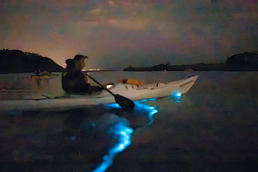 Auckland: Night Kayak Tour in Glowing Bioluminescent Waters - Why this Auckland night paddle feels different