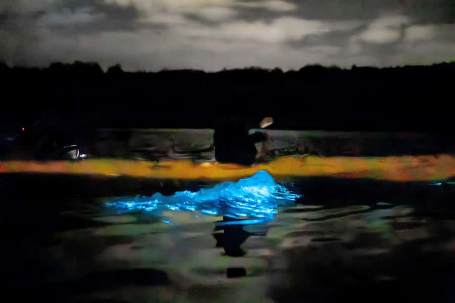 Auckland: Night Kayak Tour in Glowing Bioluminescent Waters - Learning what makes the water glow