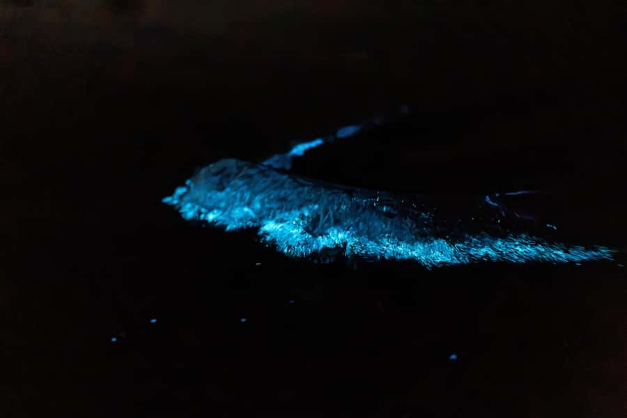 Auckland: Night Kayak Tour in Glowing Bioluminescent Waters - Practical timing and booking advice