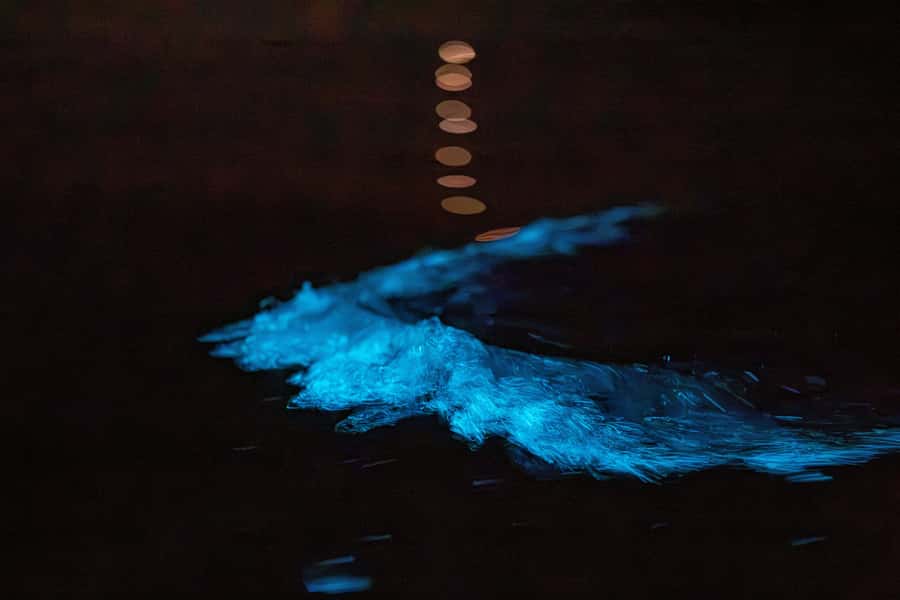 Auckland: Night Kayak Tour in Glowing Bioluminescent Waters - Starting at Okura Boat Ramp or Waiake Beach