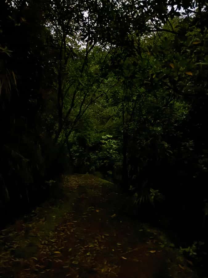 Auckland North Shore Glowworm Tour - Why this North Shore glowworm tour is worth considering