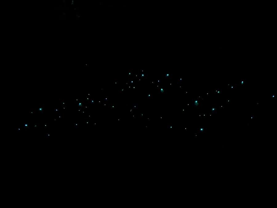 Auckland North Shore Glowworm Tour - Awaruku Reserve after sunset